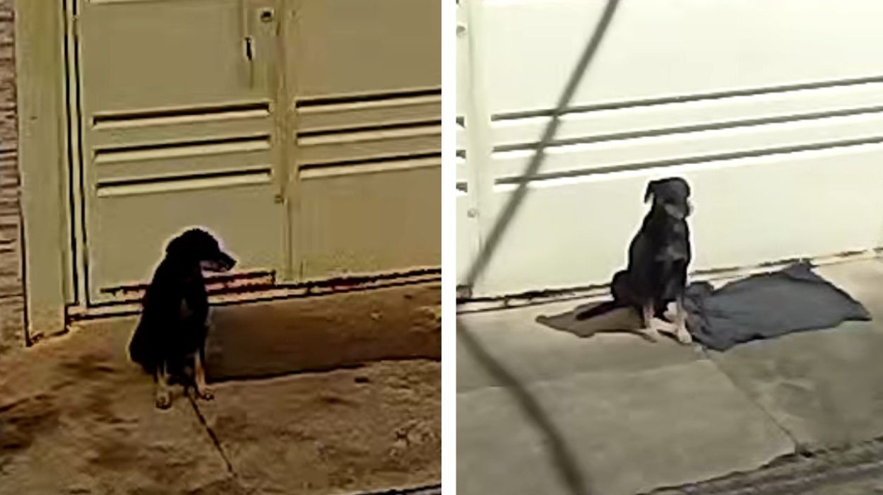 VÍDEO: cão abandonado após mudança fica em frente a casa e é adotado por nova moradora em SP