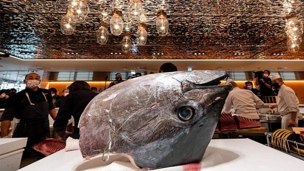 O atum-rabilho, ou bluefin, é o peixe mais caro do mundo. — Foto: Getty Images via BBC