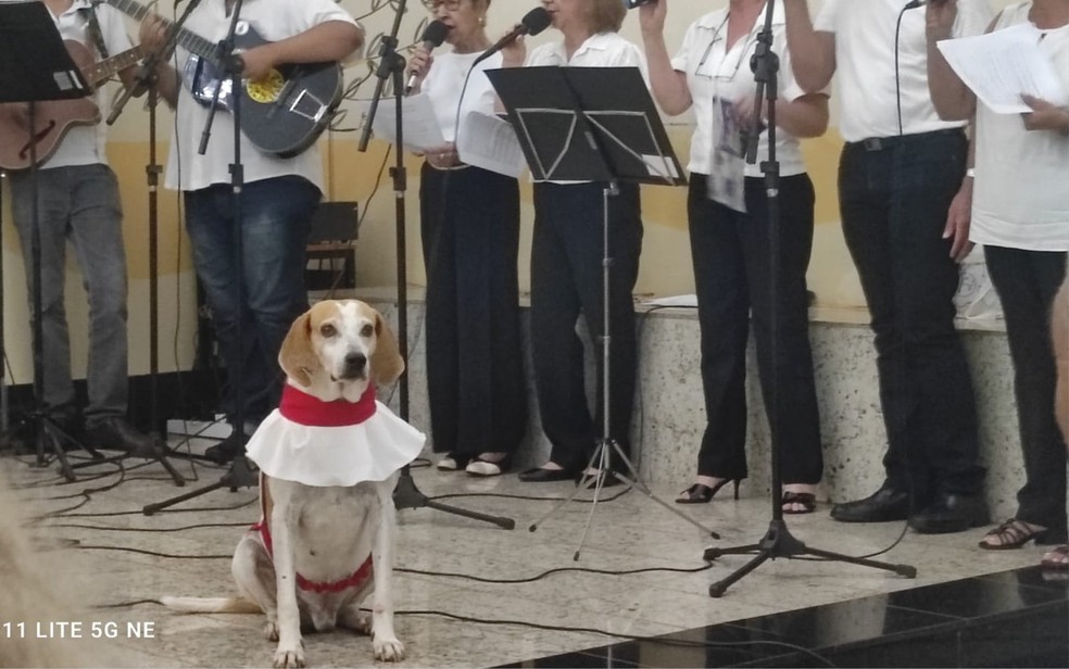 Cachorro frequenta igreja e é apelidado de cãoroinha em Barretos, SP — Foto: Paróquia Santa Ana e São Joaquim