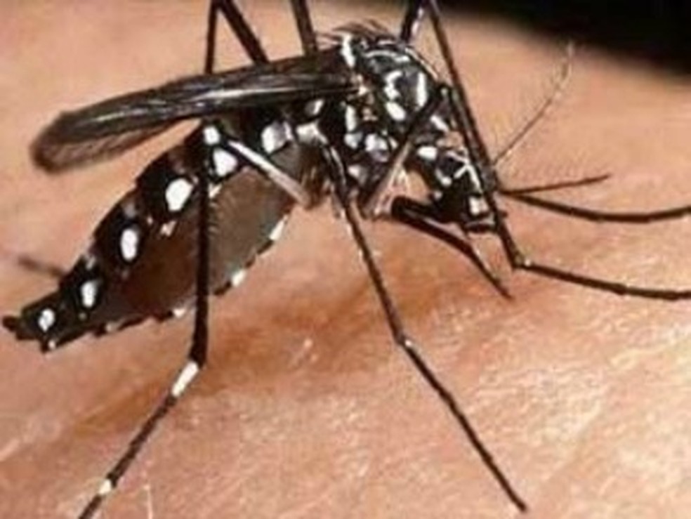 Casos de dengue caem em Manaus — Foto: Divulgação