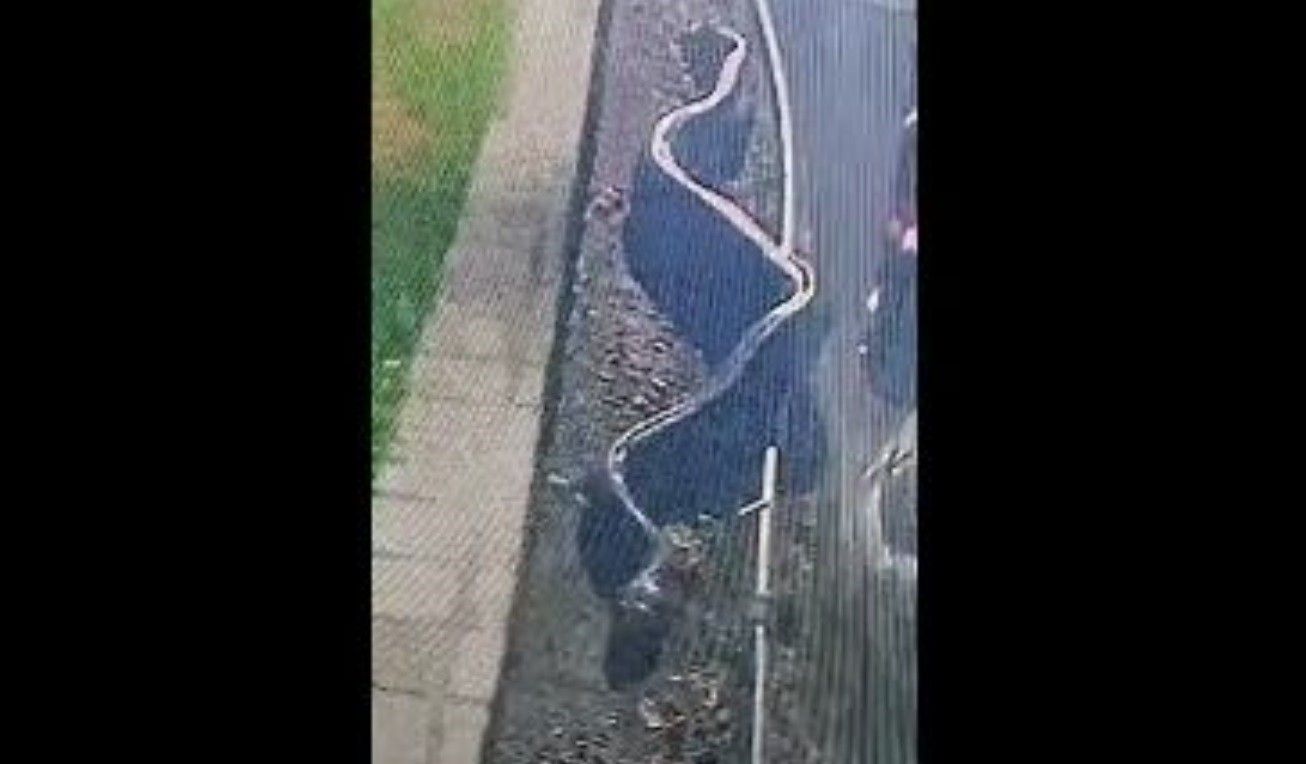 Cobra gigante aparece em condomínio e assusta moradores no Grande Recife; VÍDEO