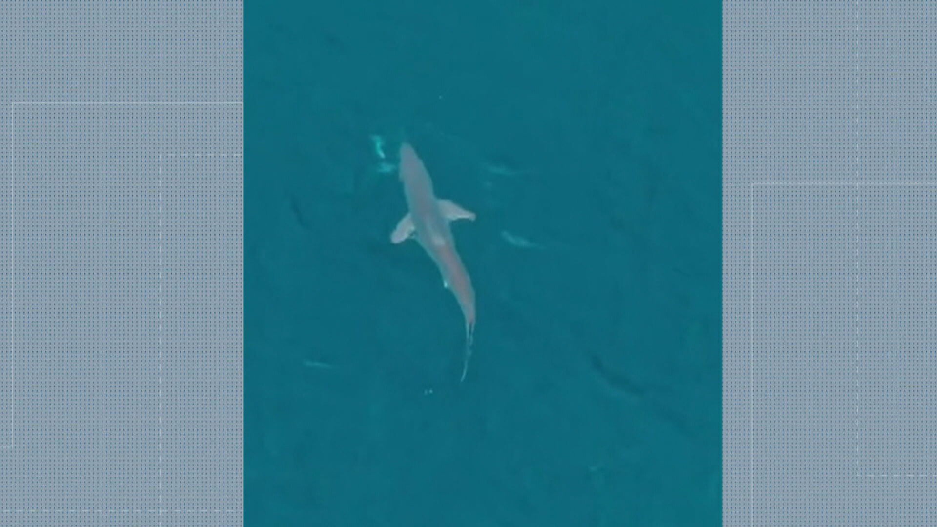 Tubarão é avistado em alto-mar em Arraial do Cabo; VÍDEO 