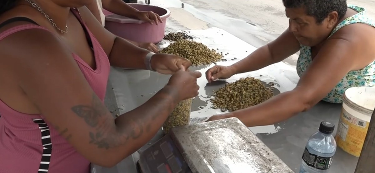 Marisqueiras denunciam falta de estrutura para trabalhar com sururu em Maceió: 'arriscamos nossa vida'