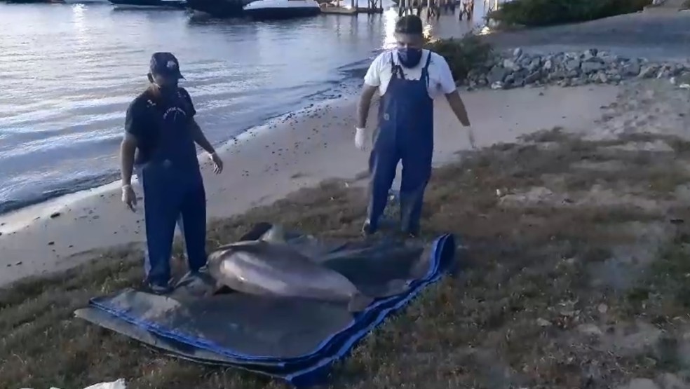 Boto-cinza é encontrado morto em praia de Cabedelo, na Grande João Pessoa — Foto: Reprodução/Fundação Mamíferos Aquáticos