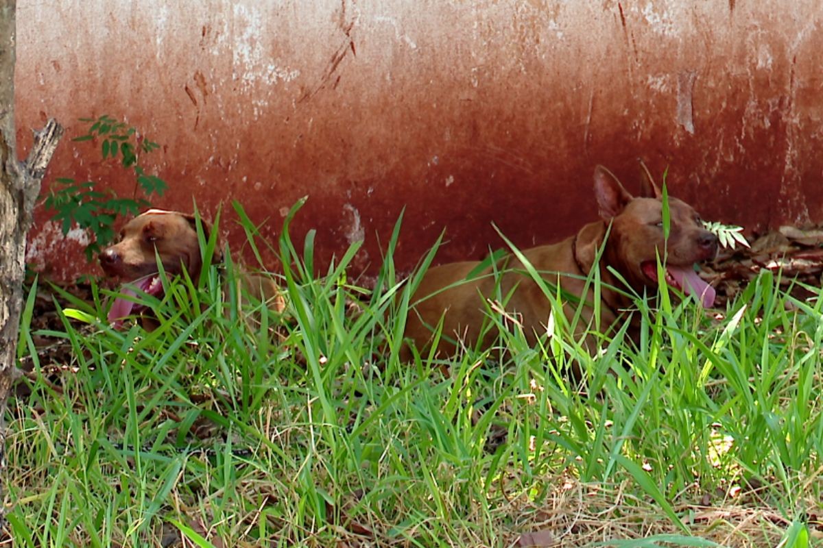 Prestador de serviços fica gravemente ferido ao ser atacado por dois pitbulls enquanto instalava porta em uma casa, no PR