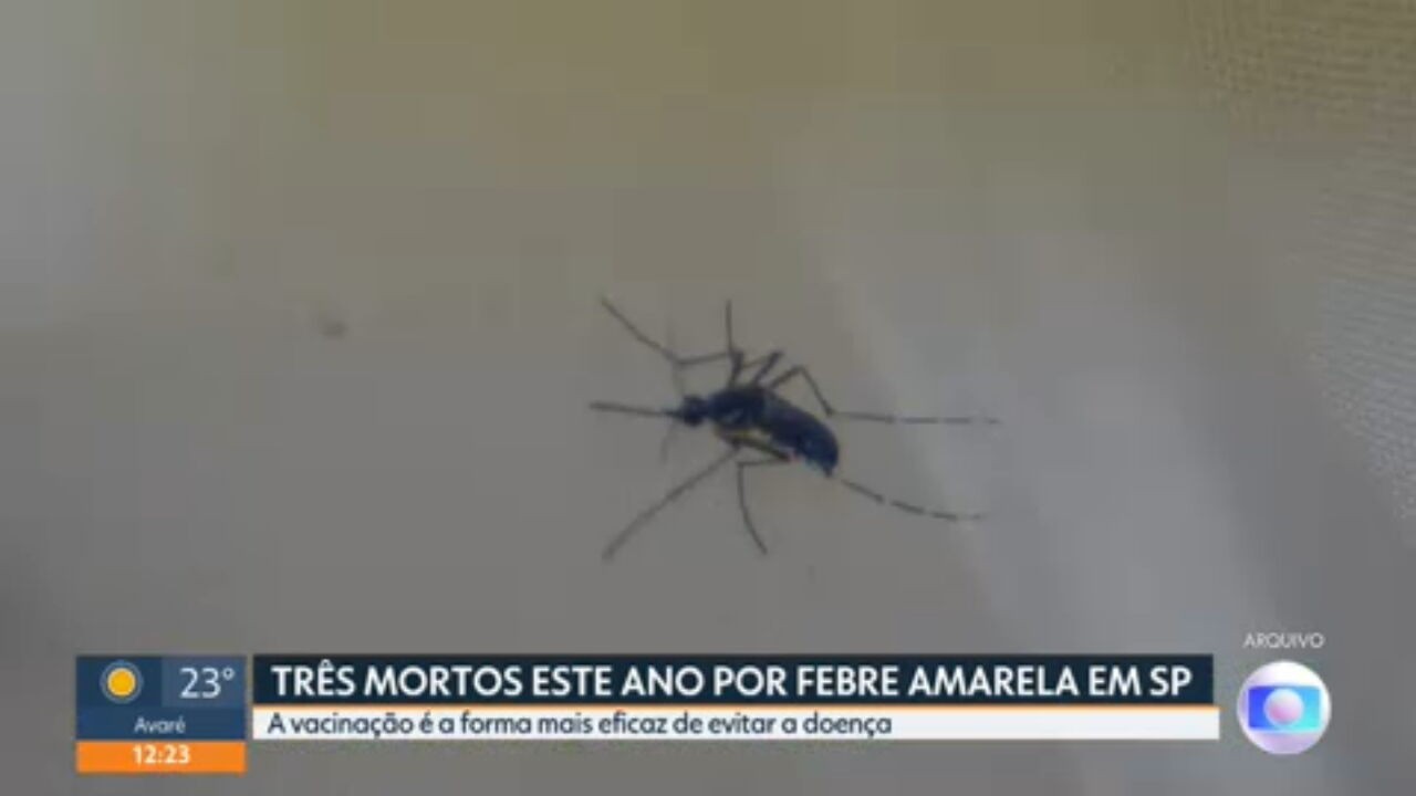 Febre amarela: governo de SP convoca população para se vacinar após seis casos confirmados no estado