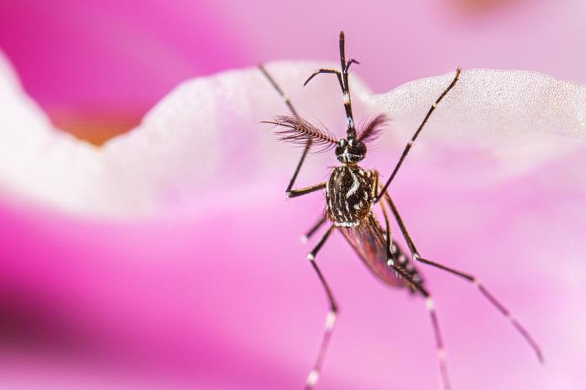 Fiocruz identifies three cases of dengue serotype 3 in Roraima  Roraima