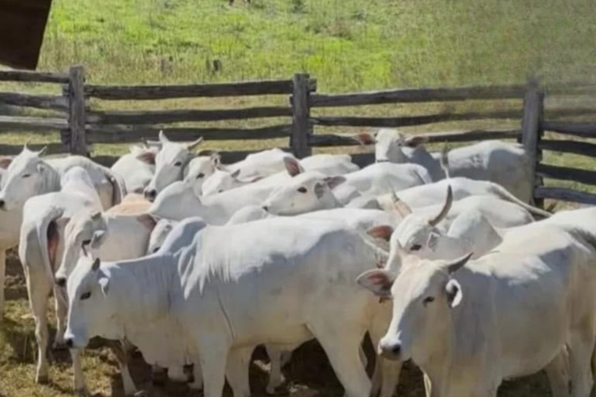 Mais de 50 bezerros desaparecem de uma só vez em fazenda de MS; polícia investiga furto