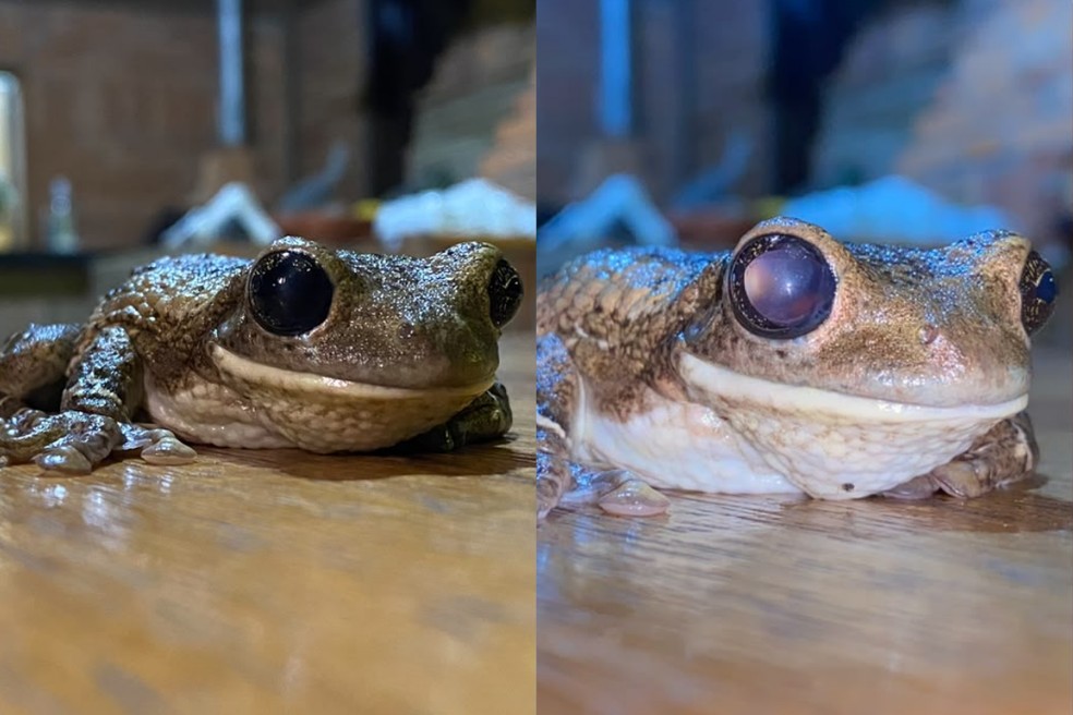 Tapetum lucidum, estrutura localizada atrás da retina em animais com visão noturna. — Foto: Marcos Ardevino