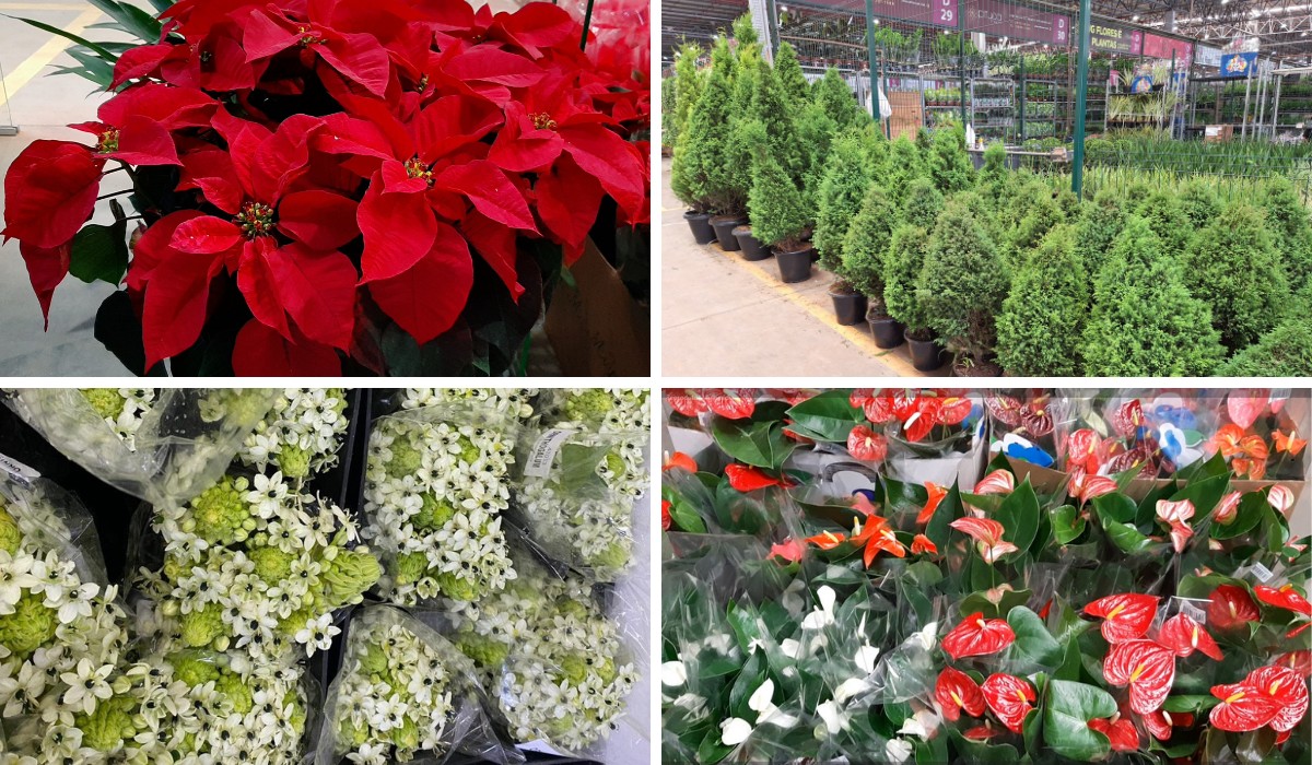 Guirlandas, arranjos e decorações com luzes: setor de flores espera alta nas vendas com festas de fim de ano