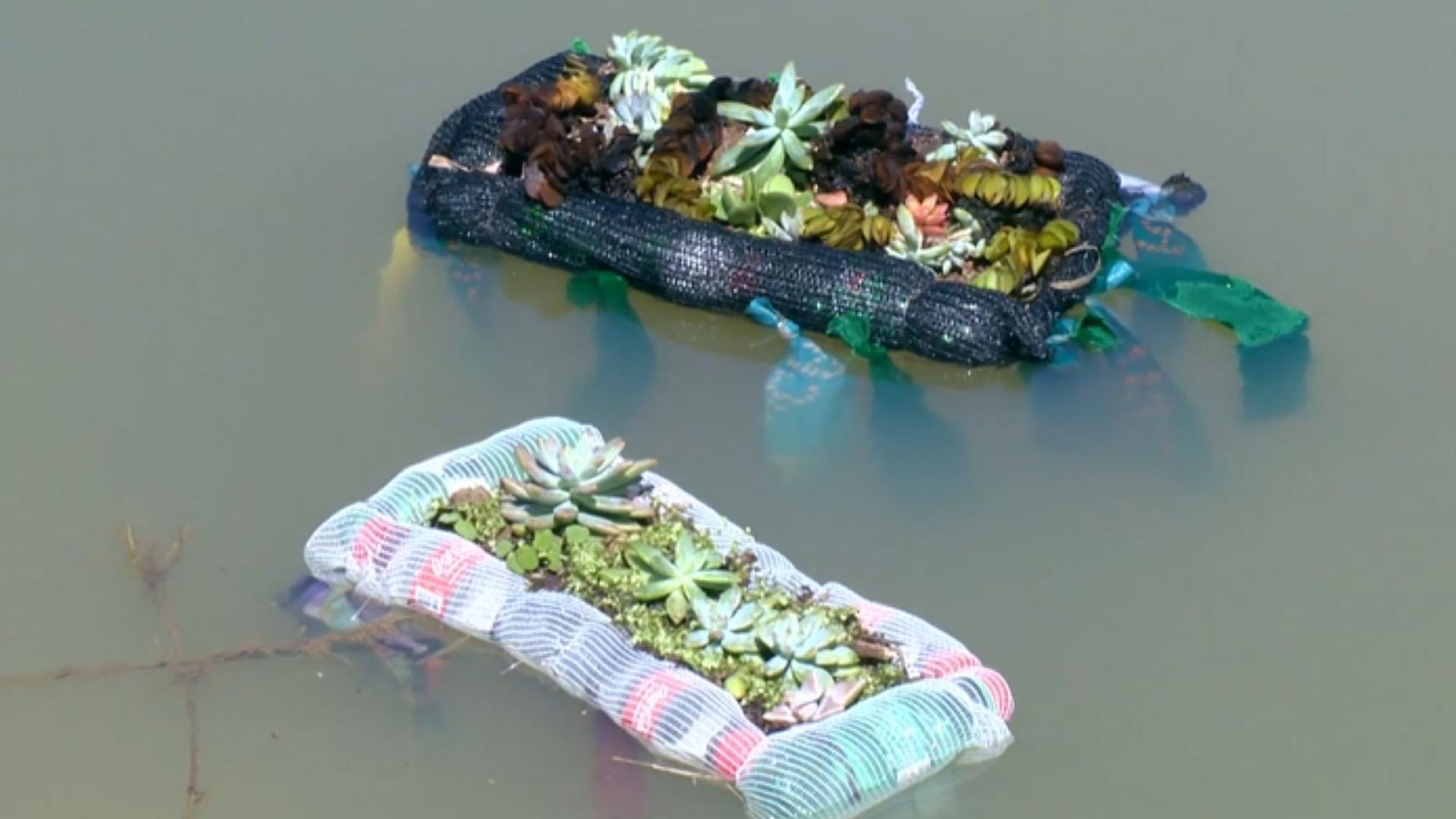 'Ilhas flutuantes': estruturas com plantas e materiais reutilizados ajudam a purificar a água e podem ser usadas no campo