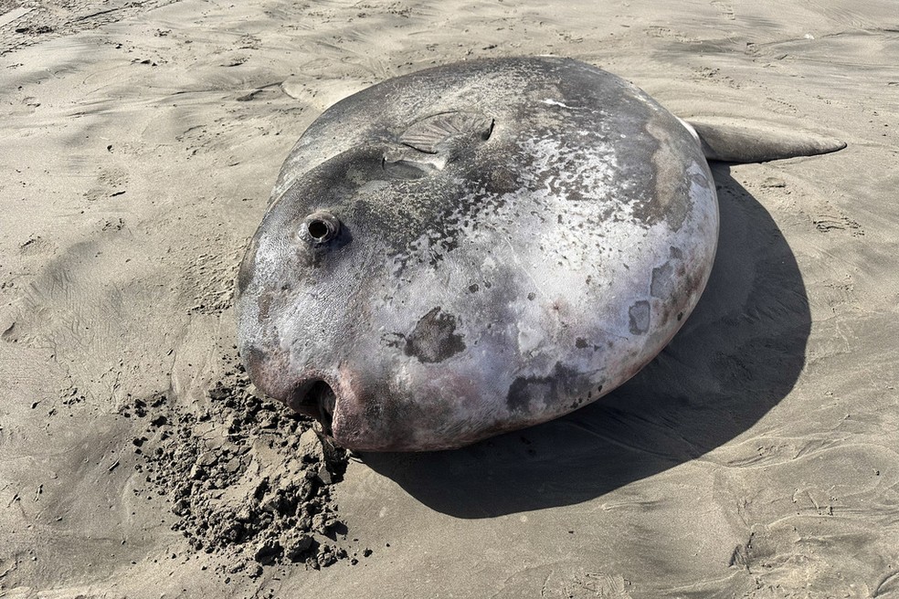 Peixe-lua gigante: animal encontrado nos EUA pode ser o maior da ...