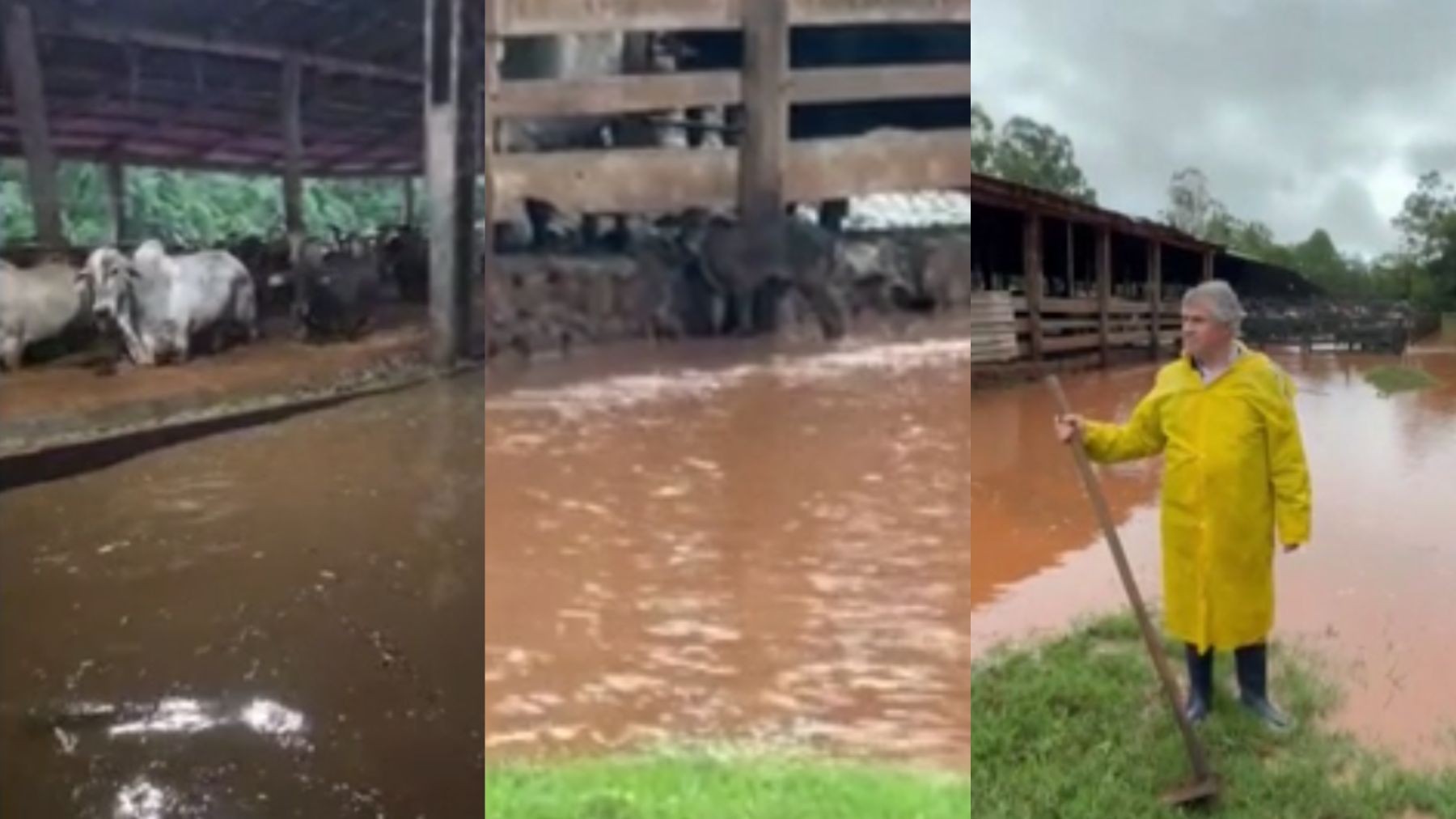 VÍDEO: rio transborda, alaga propriedade rural e arrasta bezerros após chuva intensa no Paraná