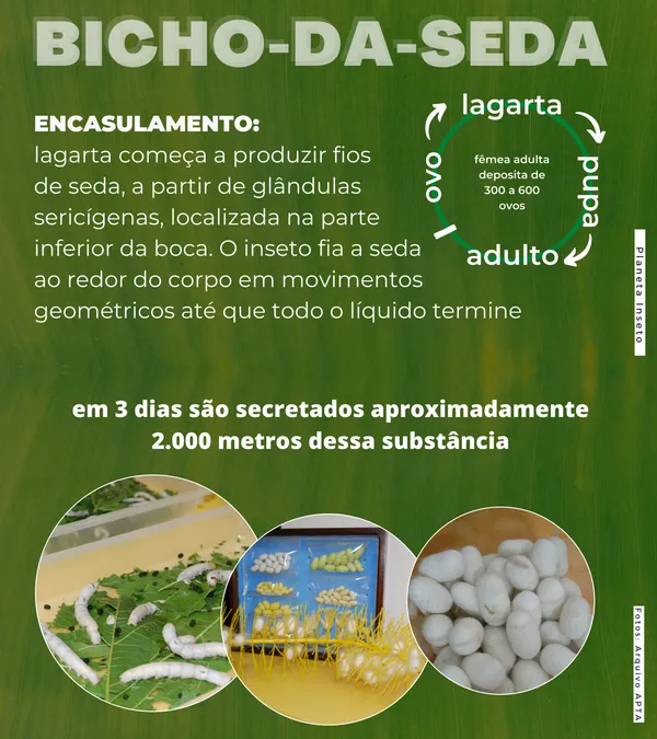 Como é o cotidiano de trabalho dos insetos no único jardim zoológico do  tipo no Brasil - APTA - Agência Paulista de Tecnologias do Agronegócio -  SAA-SP