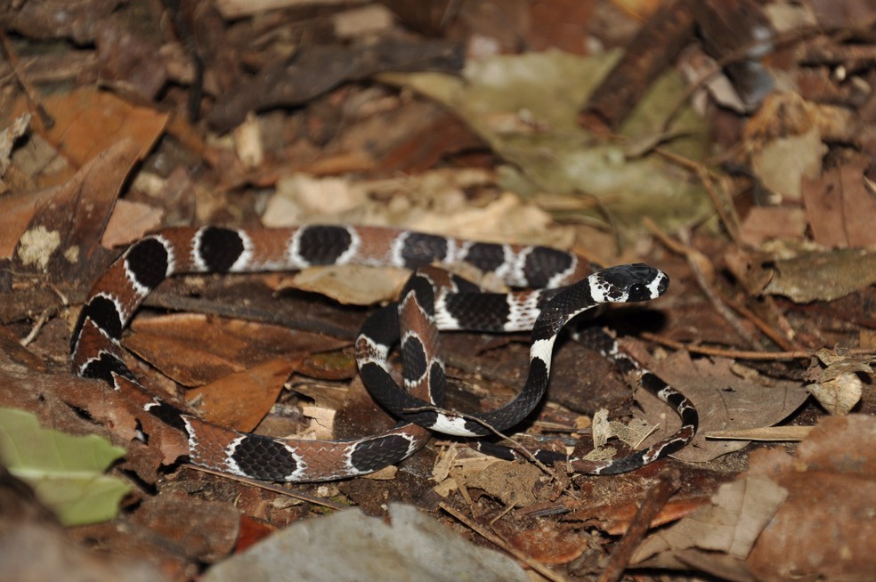 Algumas serpentes conhecidas como jararacas. Dipsas catesbyi (A).