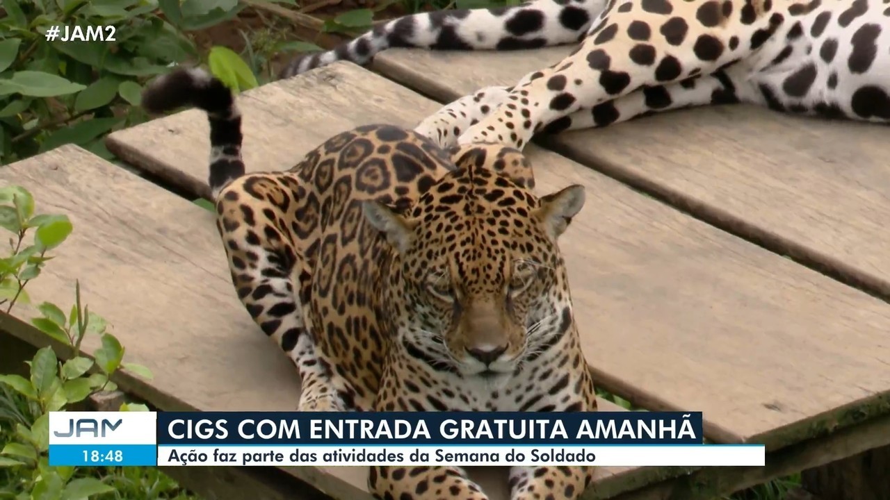 Zoológico do CIGS em Manaus terá entrada gratuita neste domingo: veja como visitar