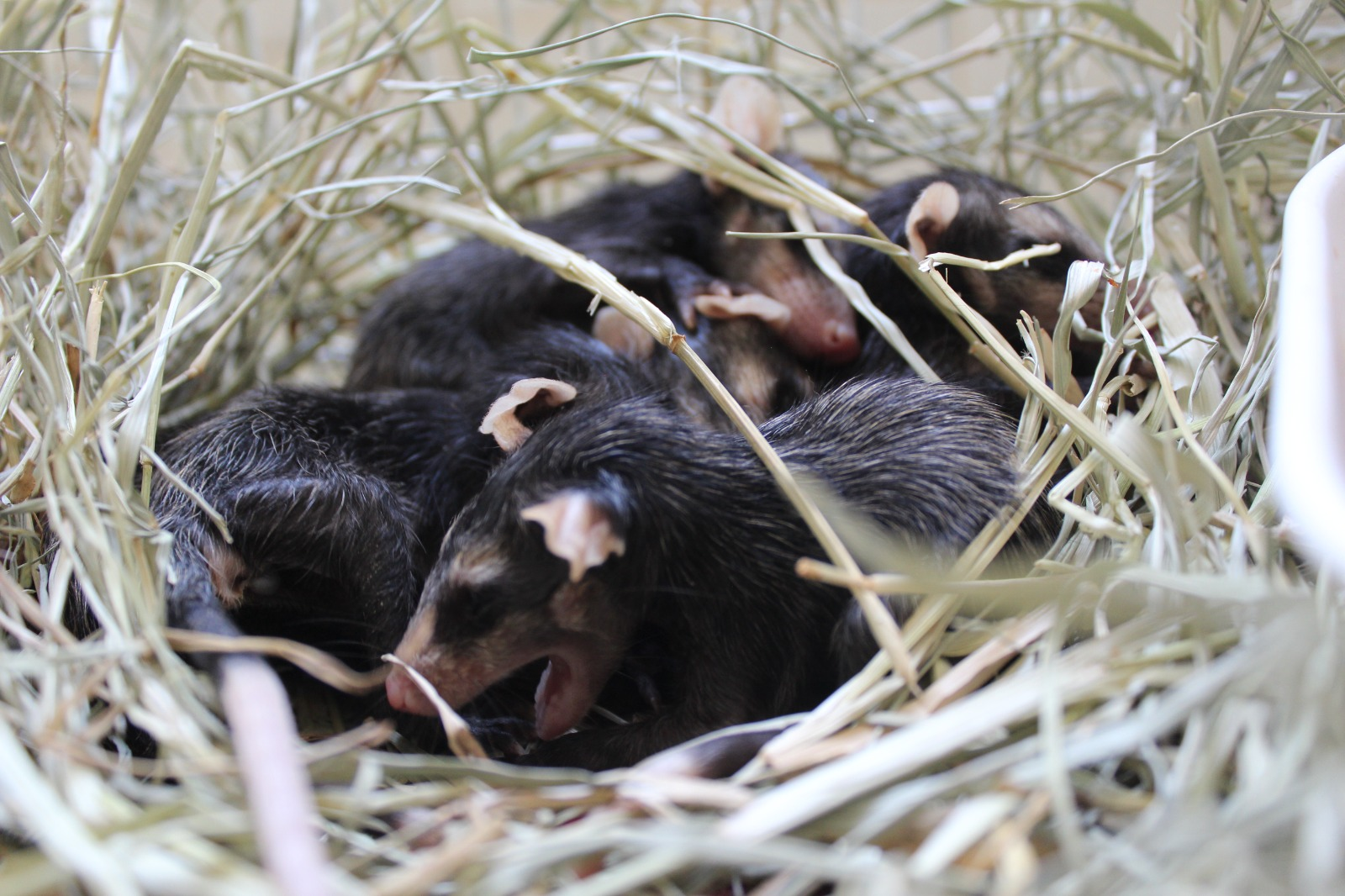 Período de reprodução e queimadas aumenta número de resgates de animais pela Mata Ciliar em Jundiaí