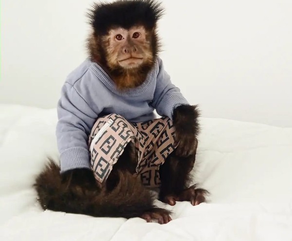 Marca de sale roupa do macaco