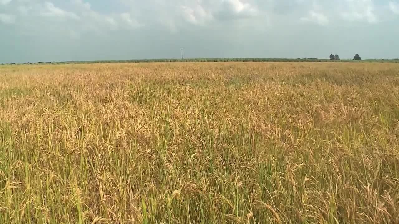 VÍDEOS: Gazeta Rural deste domingo, 15 de setembro