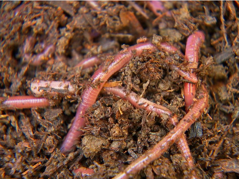 Criação de minhocas — Foto: Reprodução/TV TEM