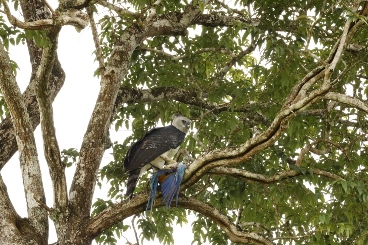 FOTO: arara ameaçada de extinção é morta pela maior águia do mundo em MT