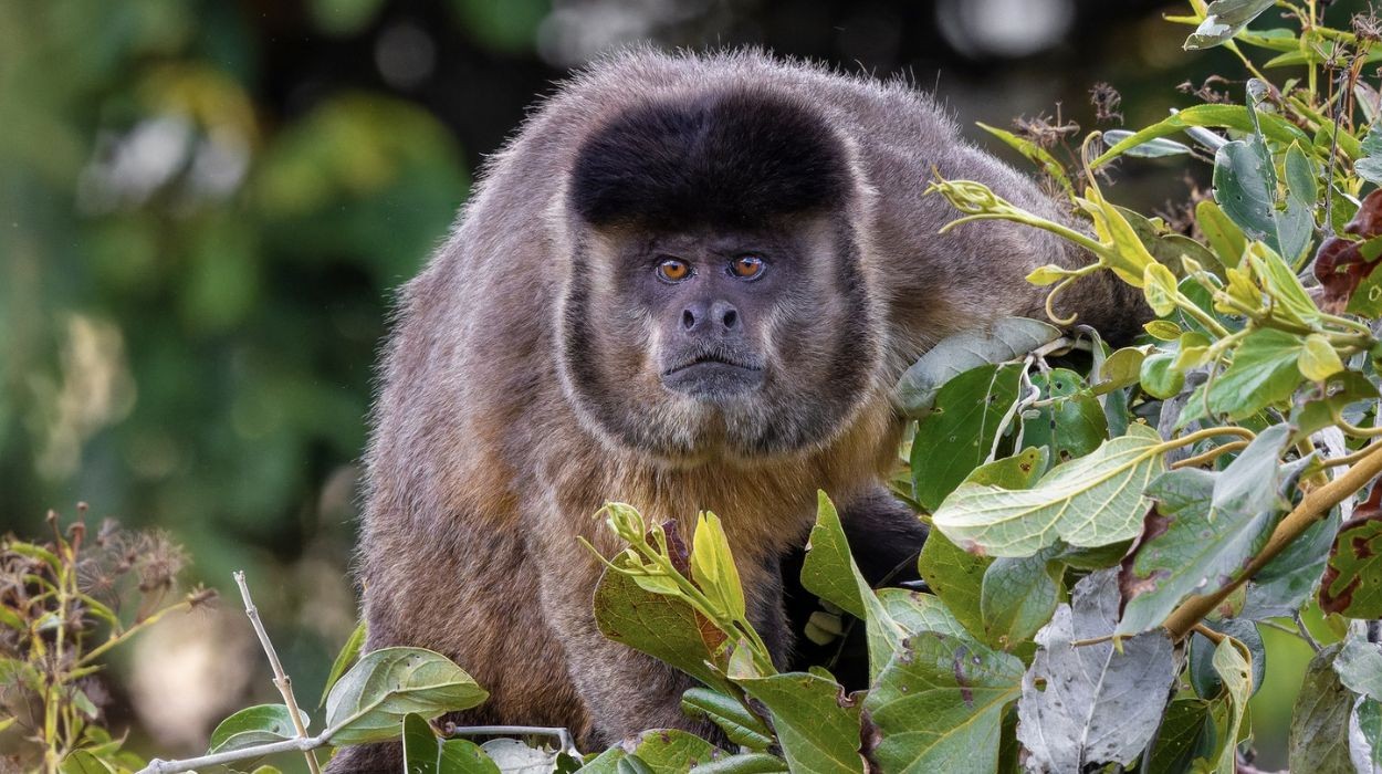 Quando faltam frutos, macacos-prego aumentam caça de pequenos vertebrados, aponta estudo