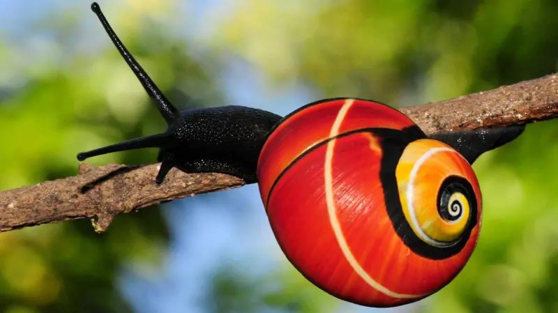 Os caramujos ameaçados de extinção por serem bonitos demais