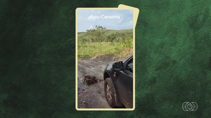 Veja o flagrante de tatu canastra no Jornal do Campo