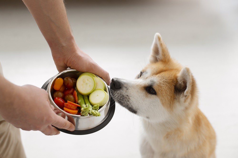 Tudo que um cachorro pode e não comer: confira a lista completa 