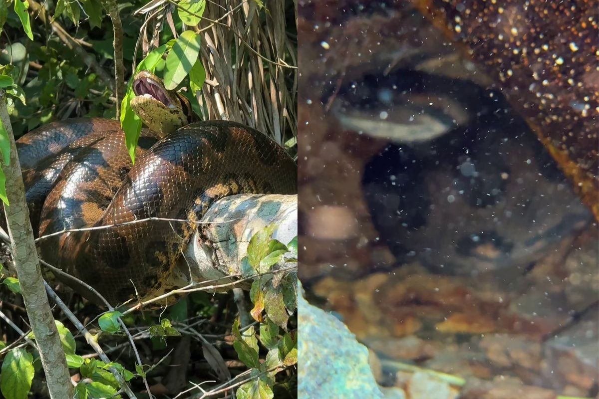 Vídeo mostra sucuri gigante enrolada em galho e abrindo a boca durante passeio em rio de Bonito