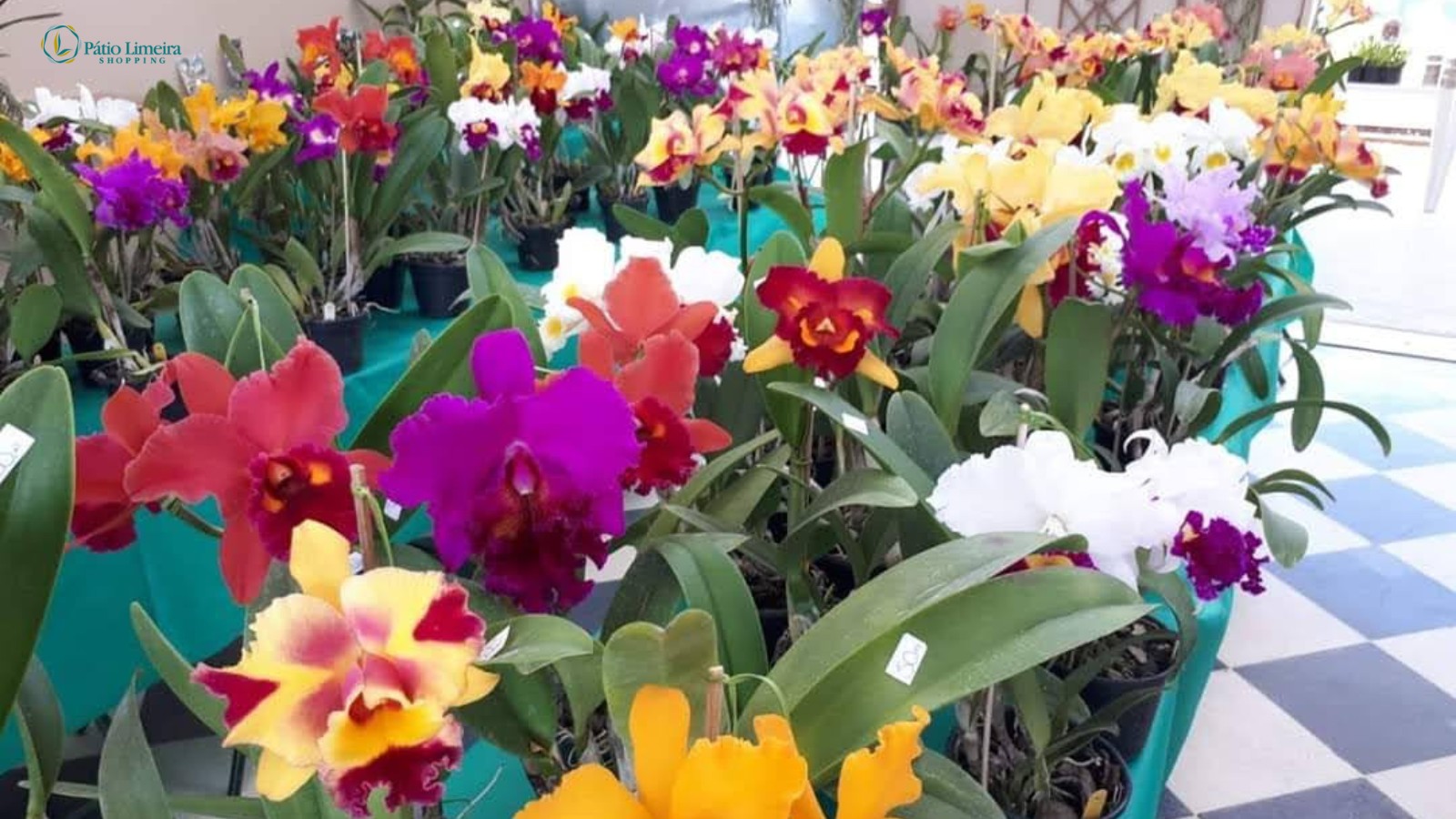 1ª Feira de Orquídeas agita o Pátio Limeira Shopping neste fim de semana