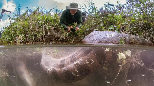 Fotógrafo acha sucuri gigante com barriga cheia durante expedição - Foto: (Eli Martinez)