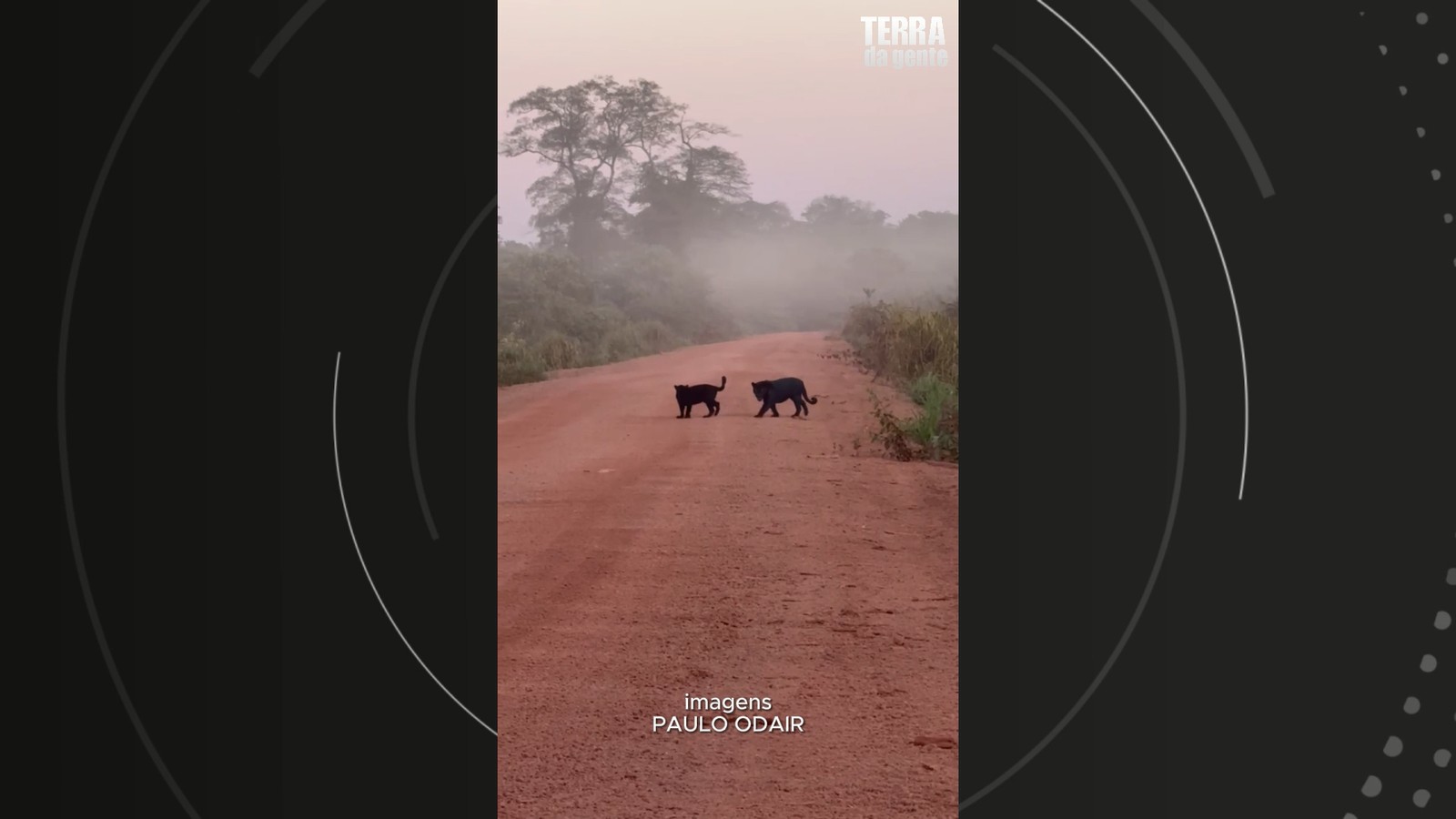 Filhote de onça-preta é flagrado com a mãe, também melânica