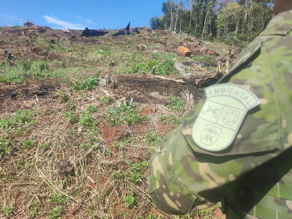 Operação fiscalizou desmatamento ilegal — Foto: Polícia Militar Ambiental