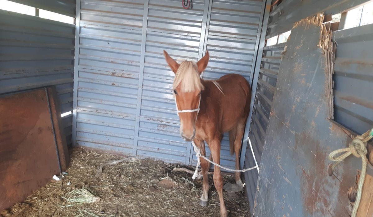 Polícia prende suspeito de invadir departamento de proteção animal e furtar 4 éguas em Campinas; um dos animais foi recuperado