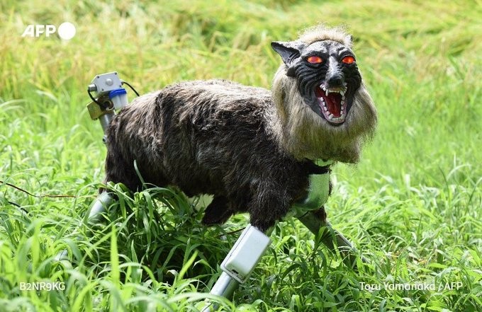 ‘Lobos robôs’ viram solução contra ataques de ursos no Japão após recorde de mortes
