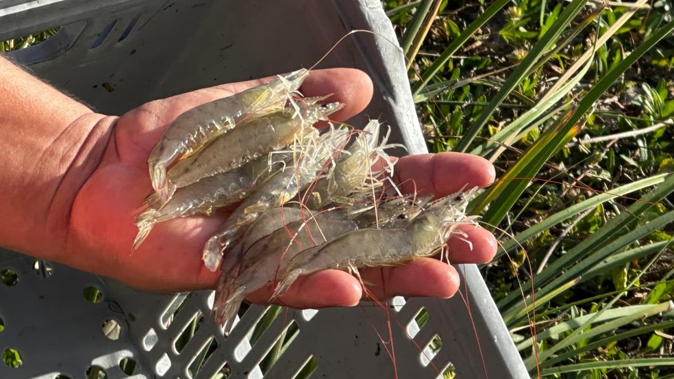 Feira Nacional do Camarão começa nesta terça (11) em Natal — Foto: Divulgação