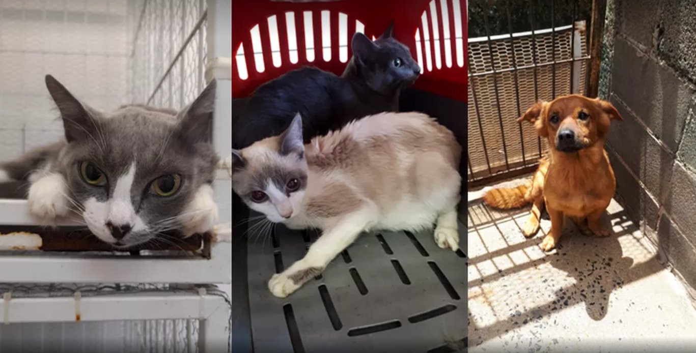 Denúncias de maus-tratos a animais crescem 25% em São Carlos; multa chega a R$ 8 mil