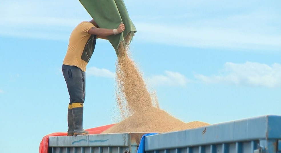 Homem trabalha na colheita de arroz. — Foto: GloboNews/Reprodução