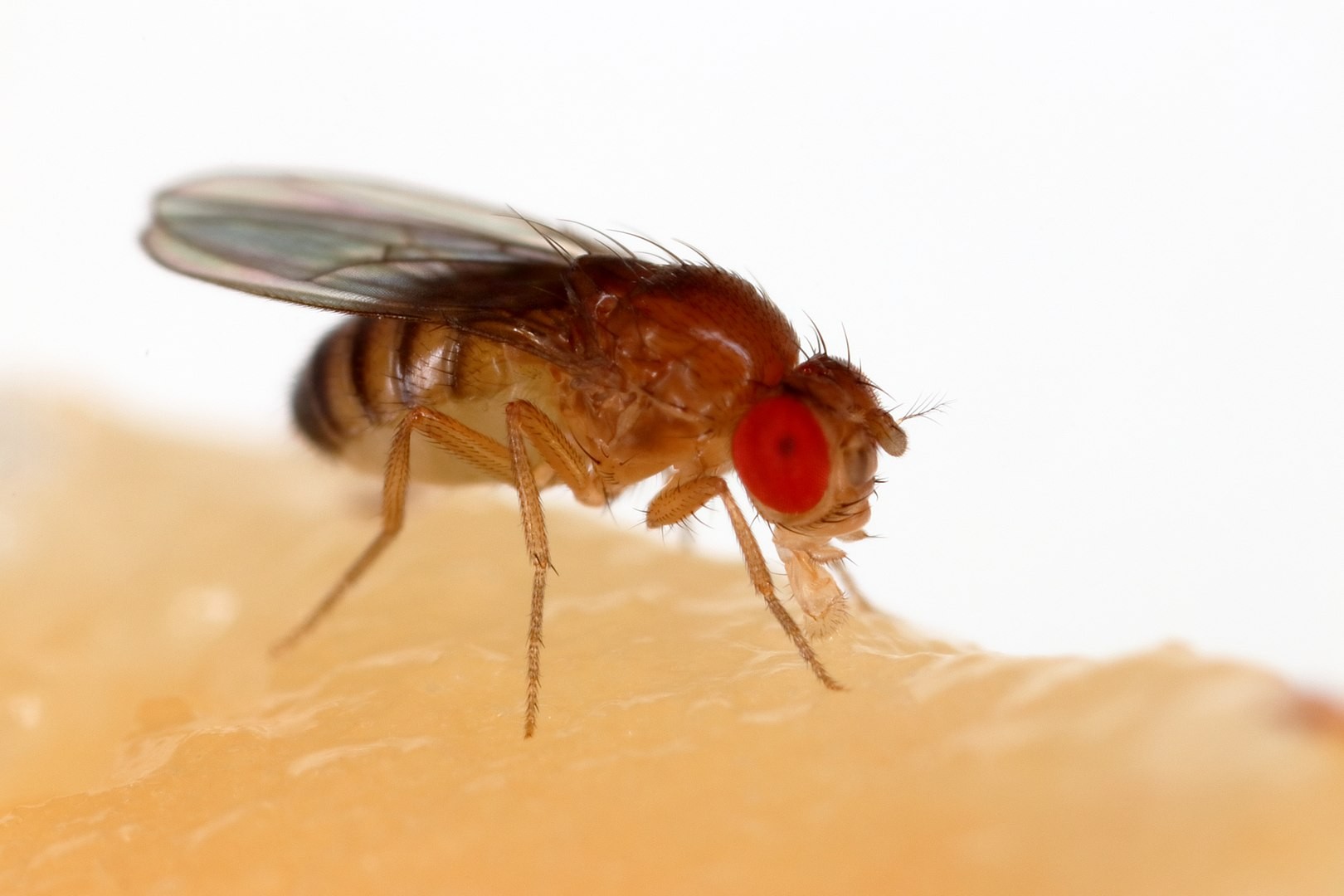 Conheça o inseto que já rendeu seis prêmios Nobel e pode revolucionar a pesquisa biomédica brasileira