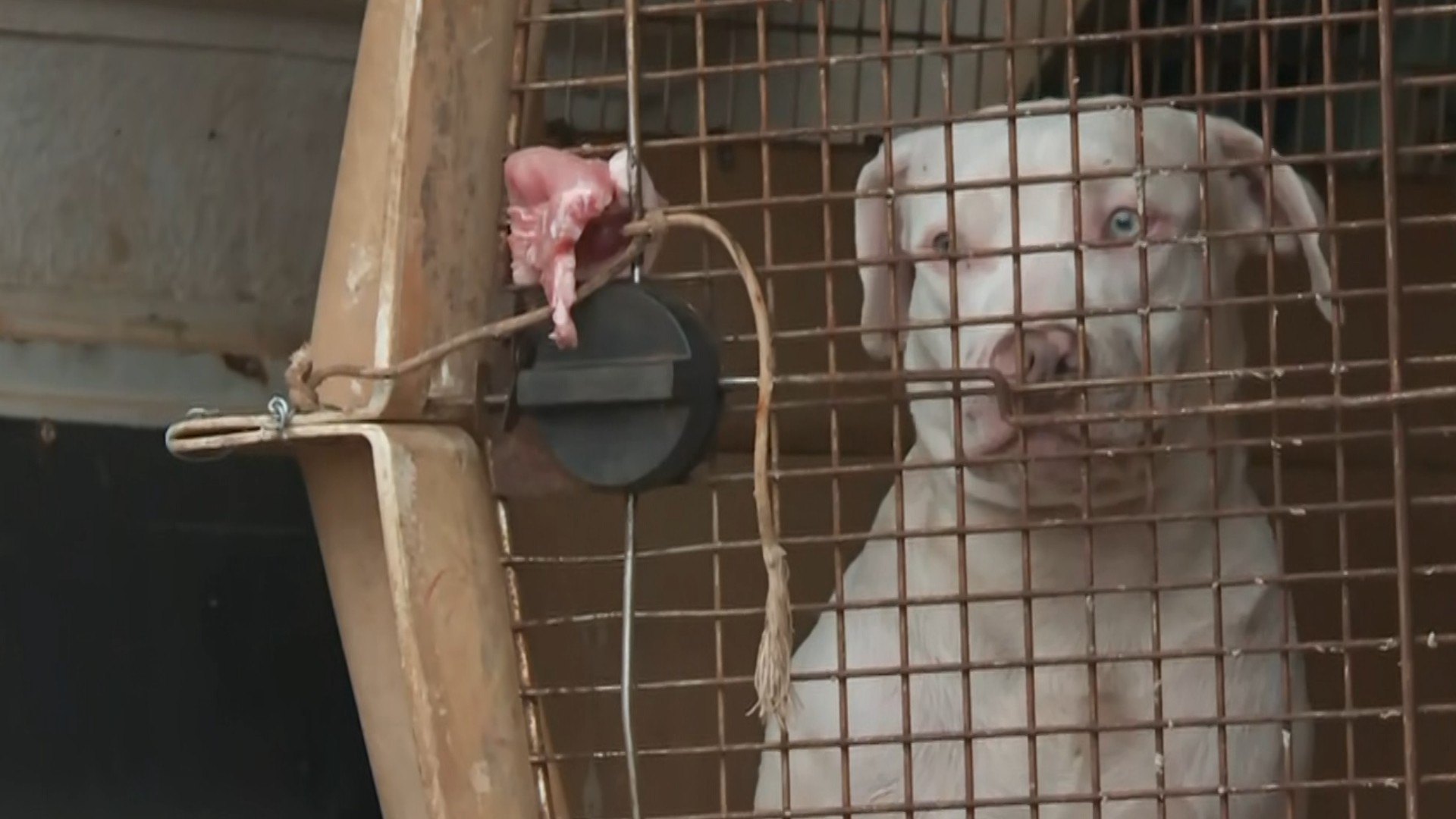 Quatro pitbulls e vira-lata são resgatados de casa em meio a lixo e fezes no interior de SP
