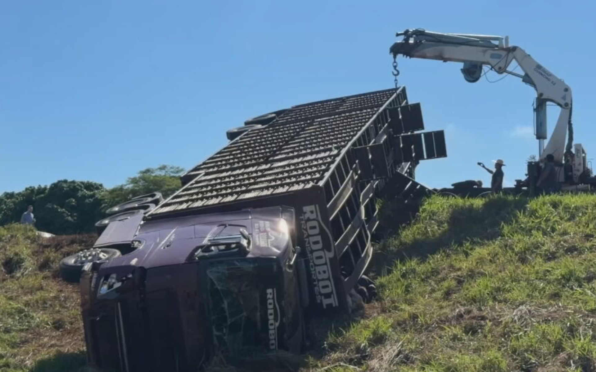 'Animais estão sofrendo', diz caminhoneiro após motorista bêbado atingir caminhão com bezerros 