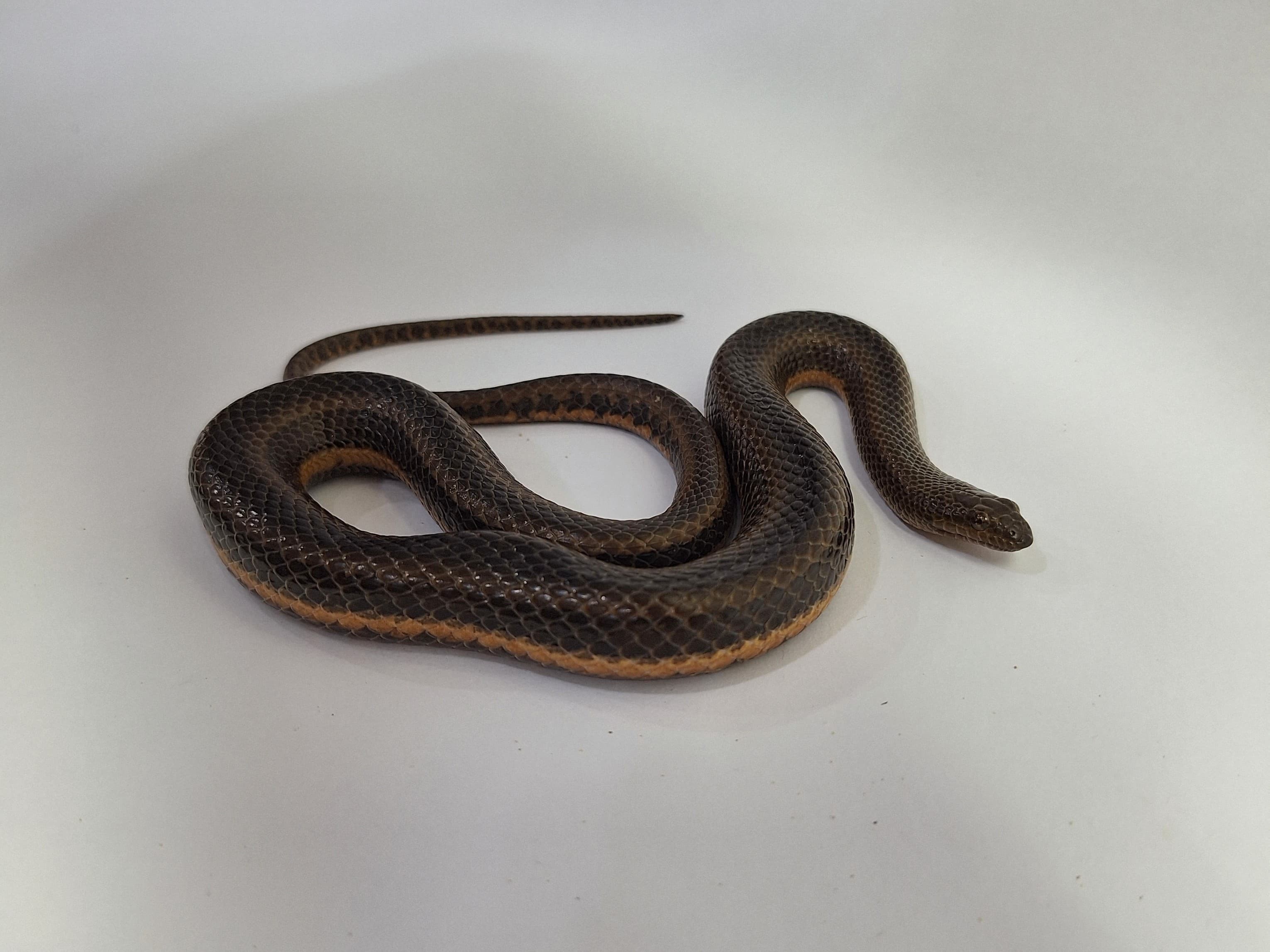 Serpente d’água exclusiva do Pantanal pode estar ameaçada de extinção por causa dos incêndios