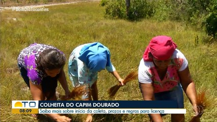 Entenda as regras e autorizações para colheita do capim-dourado