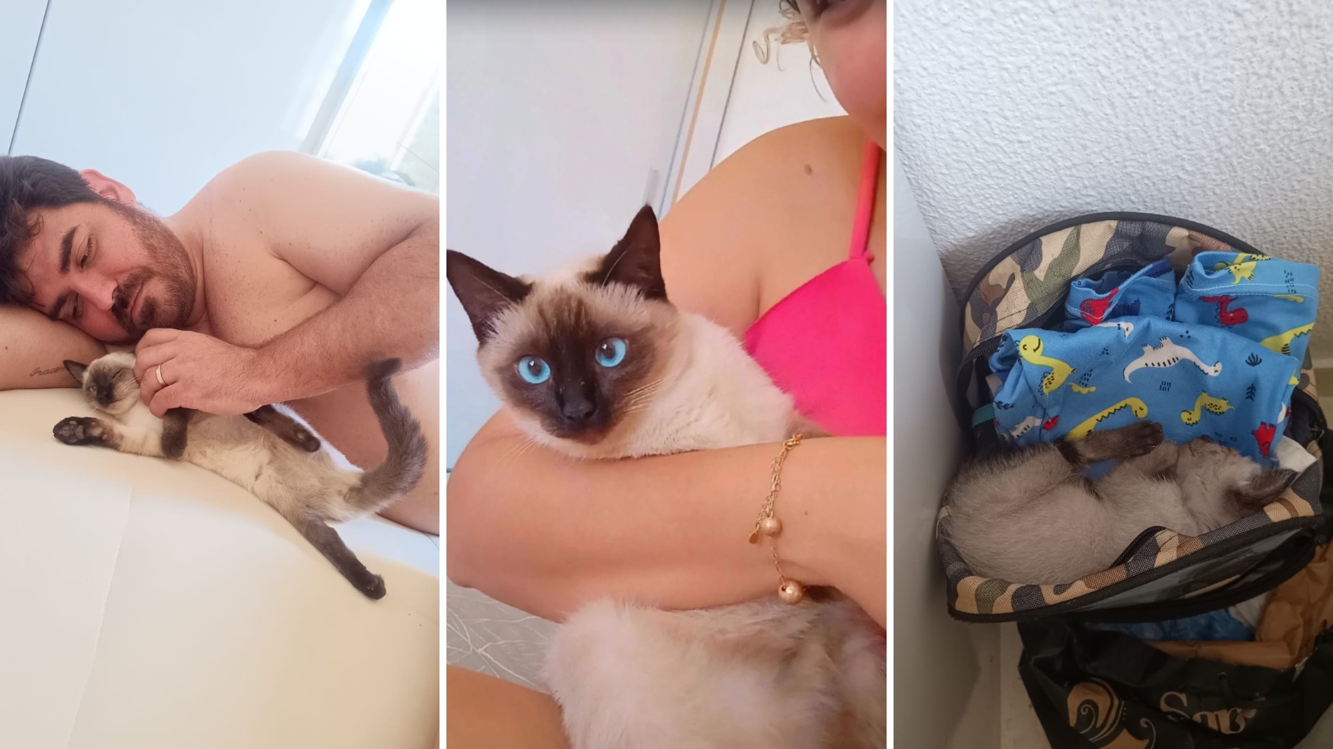 Casal de tutores diz que gata é de rua para receber atendimento gratuito, prefeitura descobre e retém animal: 'Entramos em desespero'