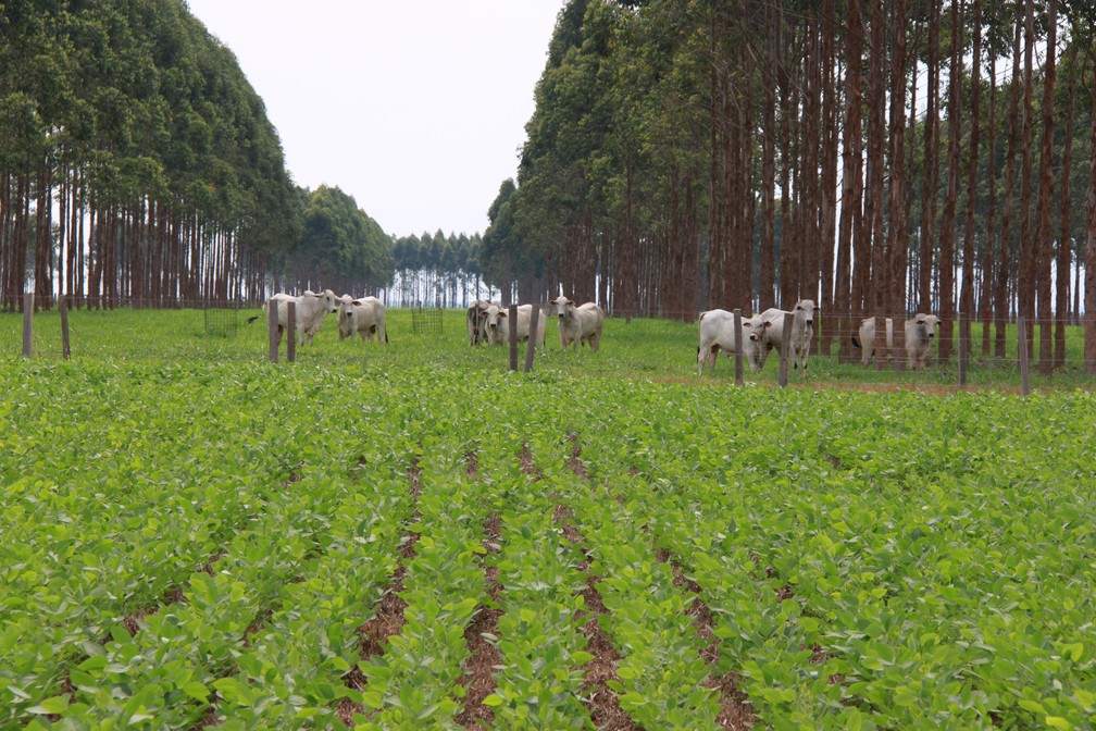 Mato Grosso  lder na produo de soja, milho, algodo e rebanho bovino do pas  Foto: Gabriel Rezende/Embrapa
