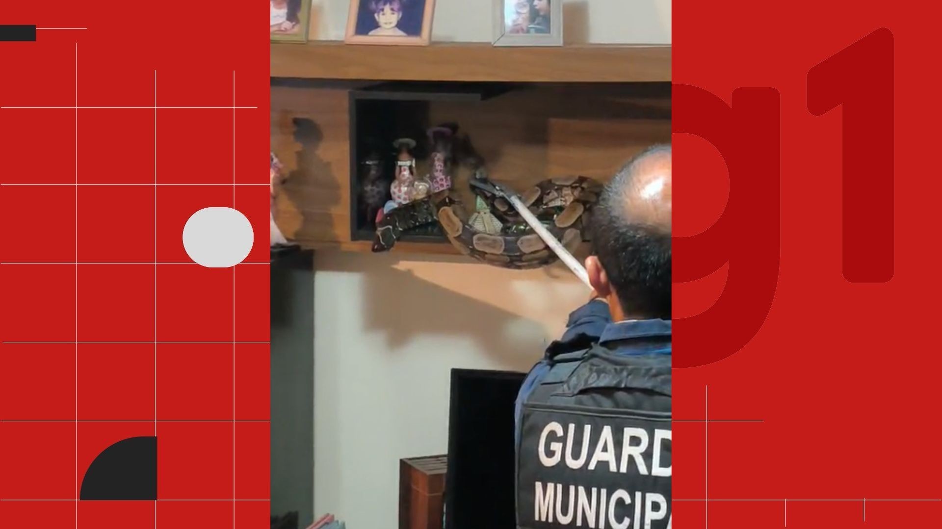 VÍDEO: Jiboia invade casa, sobe em estante e moradora pensa que gato de estimação fazia bagunça no ES