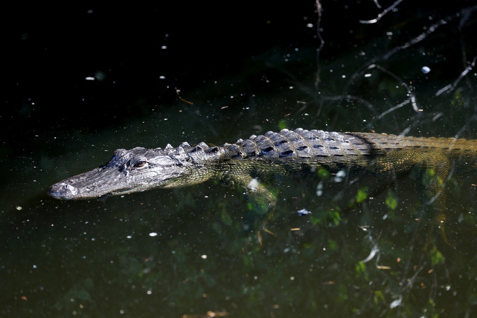 Jacaré na região do Everglades, no sul da Flórida — Foto: REUTERS