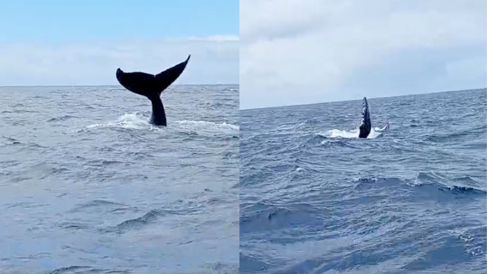 Baleias jubarte são vistas no litoral do RN — Foto: Reprodução