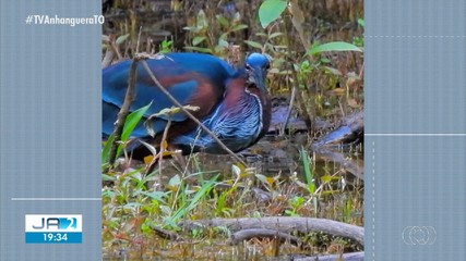 Ave rara é vista no Parque Cesamar, em Palmas